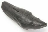 3.8" Fossil Sperm Whale (Scaldicetus) Tooth - South Carolina - #198789-1